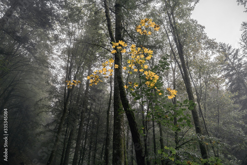 Wald mit Tannen und Laubbäumen im Vordergrund Blätter an einem ast in herbstlichem gelb. photo