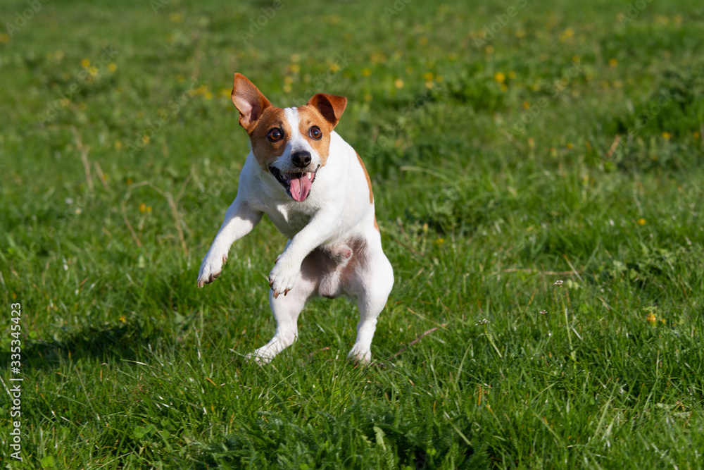 Portrait of nice jumping Jack Russell terrier on meadow