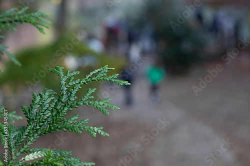 The leaves of the tree with the Latin name thujopsis closet. In the background, people are walking in the park. photo