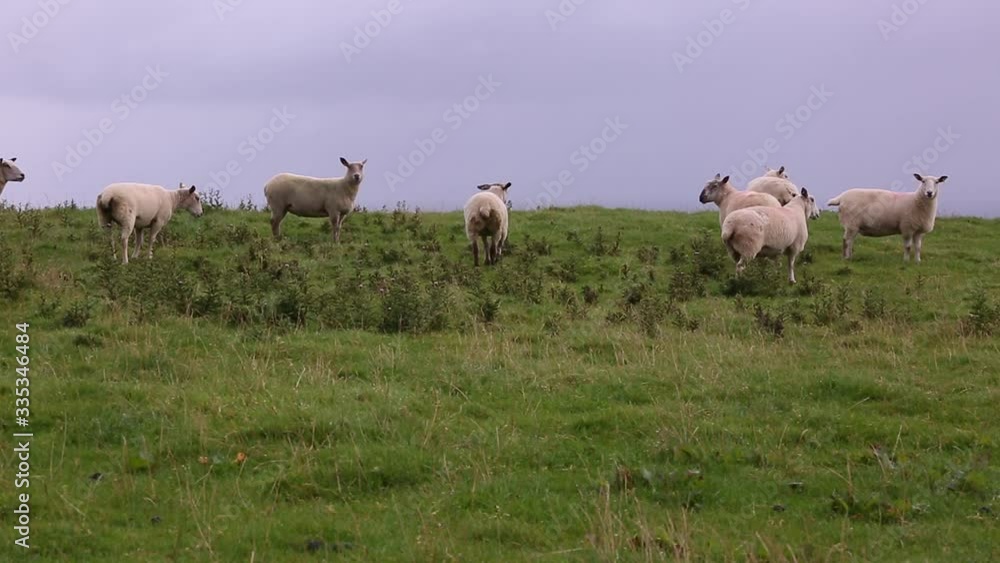 Abenteuer Irland - Schafe am Inishowen Head Abenteuer Irland - Schafe am Inishowen Head