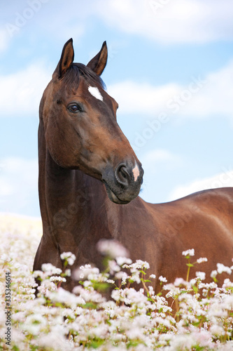 Obraz na płótnie Portrait of nice brown horse posing on buckwheat field w salonie