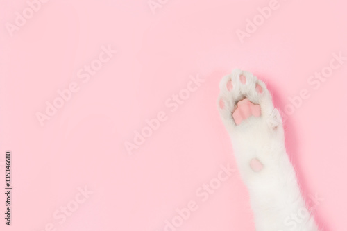 White cat paw on a pink background