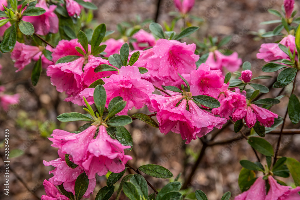 Azalea flowers with water droplets Azalea flowers with water droplets