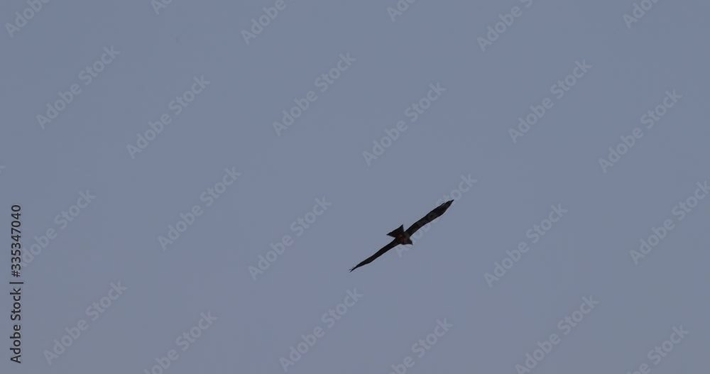 milans noirs se battant dans le ciel milans noirs se battant dans le ciel