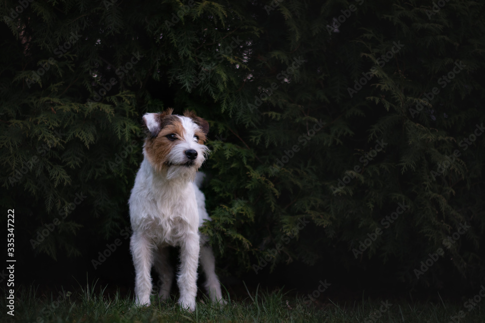 Cute Parson Russell Terrier Portrait in Green