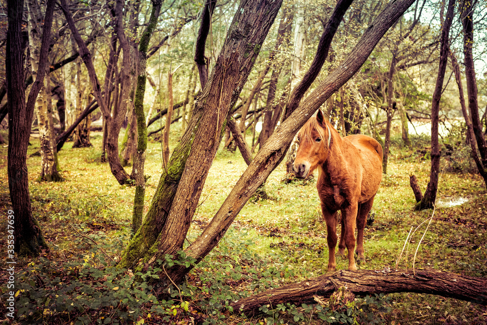 Forest Pony Grazing in the Afternoon Sunshine Forest Pony Grazing in the Afternoon Sunshine