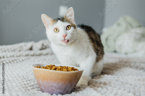 Fototapeta Naklejka Na Ścianę i Meble -  Cat eats dry food from a large bowl