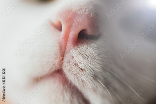 Pink cat nose close-up. Cat white