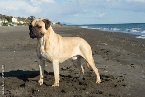 Bullmastiff purebred dog near to the sea