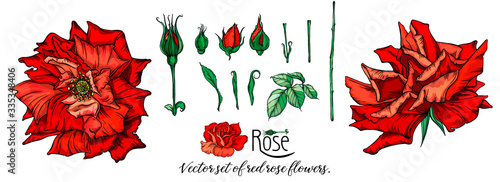 Vector set of red rose flowers.