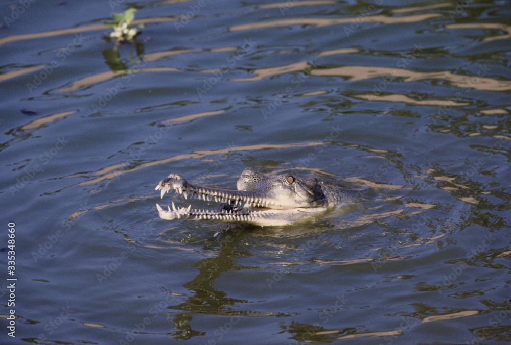 Indian gharial Indian gharial
