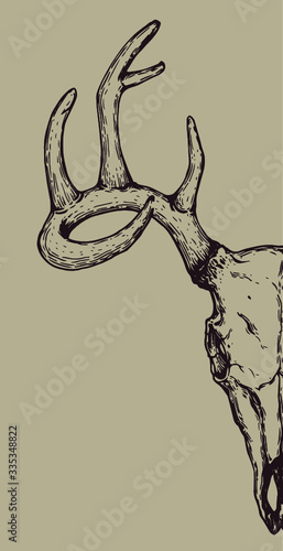 hand drawn illustration of a deer skull