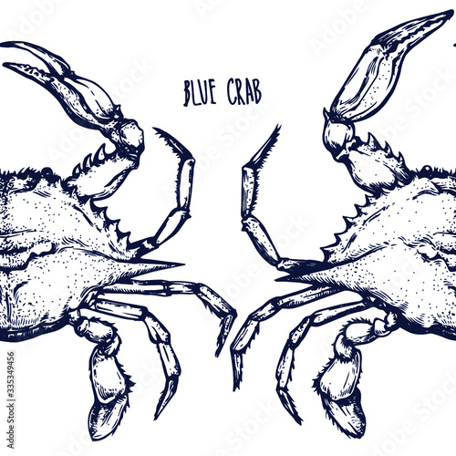 hand drawn vector illustration of a blue crab