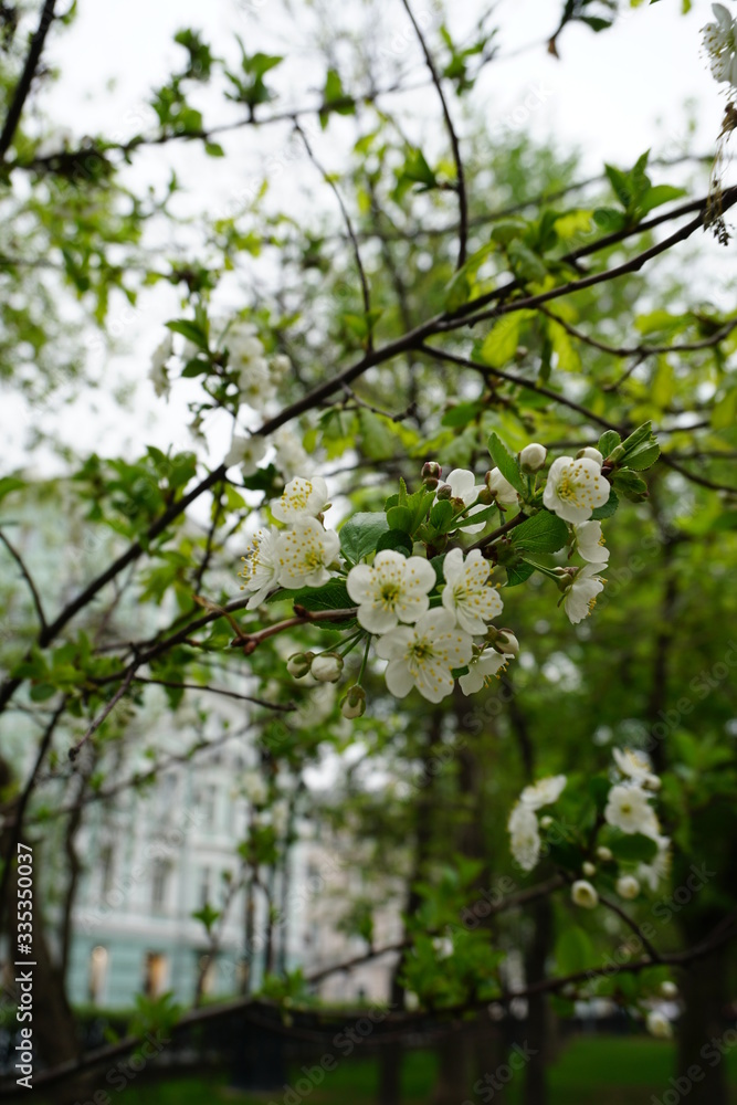 flowering apple trees in the spring in the apple orchard flowering apple trees in the spring in the apple orchard