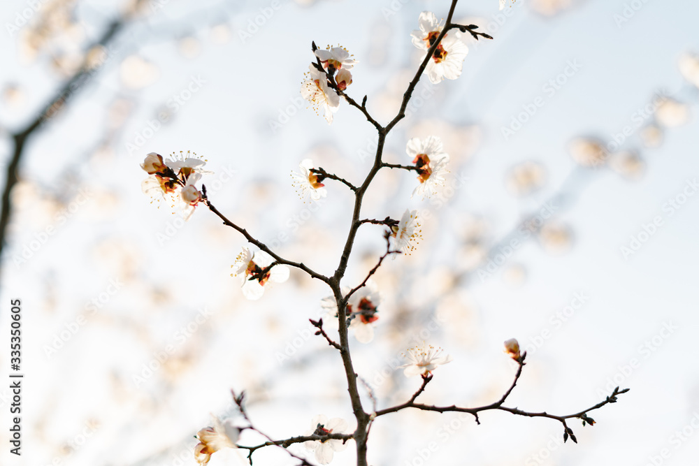 many beautiful, delicate, white flowers of a blooming apricot on a branch, in early spring against a blue sky on a Sunny day many beautiful, delicate, white flowers of a blooming apricot on a branch, in early spring against a blue sky on a Sunny day