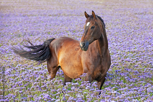 Portrait of nice brown horse posing on blue flowers