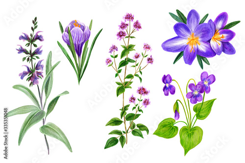 Set of wild field purple and violet flowers and herbs