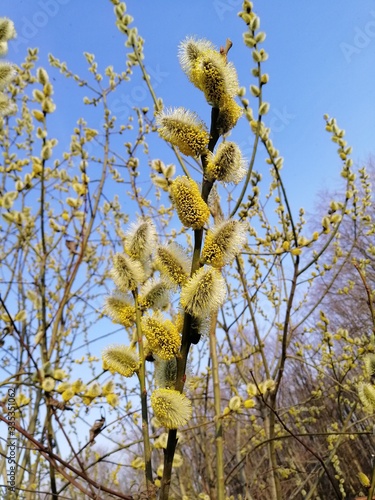 willow branches against blue sky