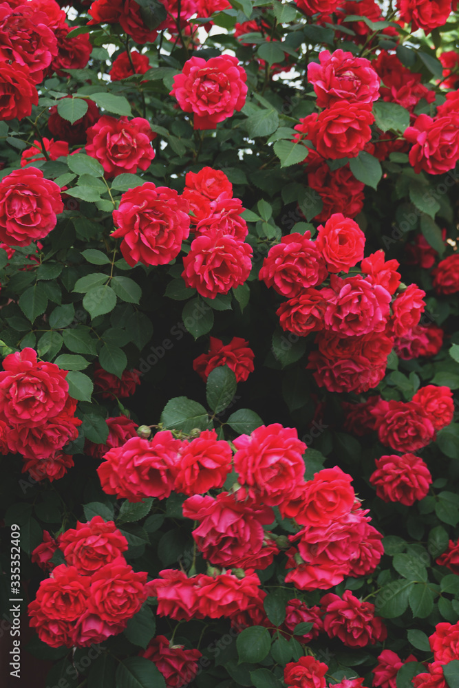 red-pink shrub garden roses in summer