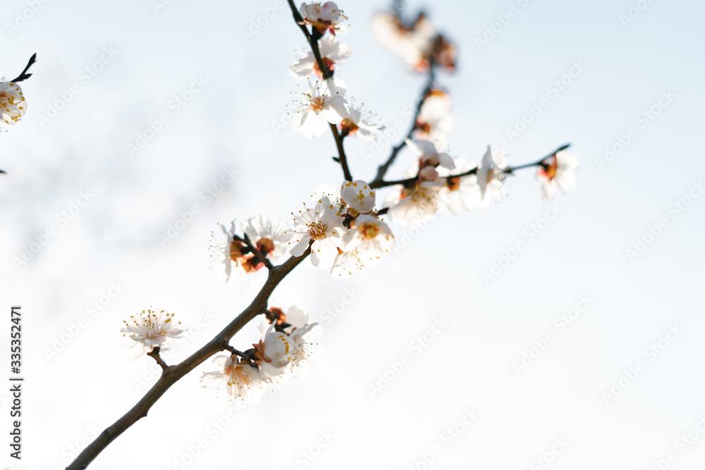 many beautiful, delicate, white flowers of a blooming apricot on a branch, in early spring against a blue sky on a Sunny day