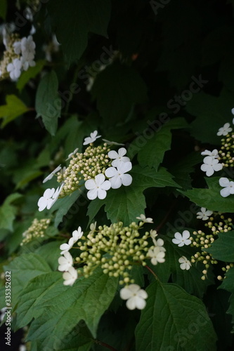 common viburnum flowers bloom in the spring in the garden photo