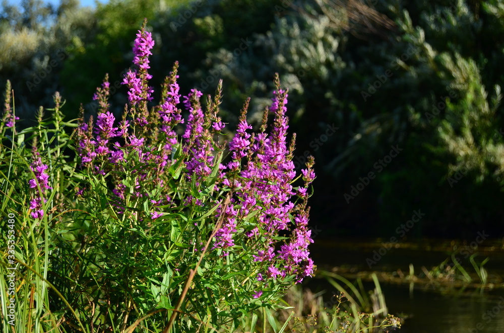 Obraz premium purple wildflowers on the river bank