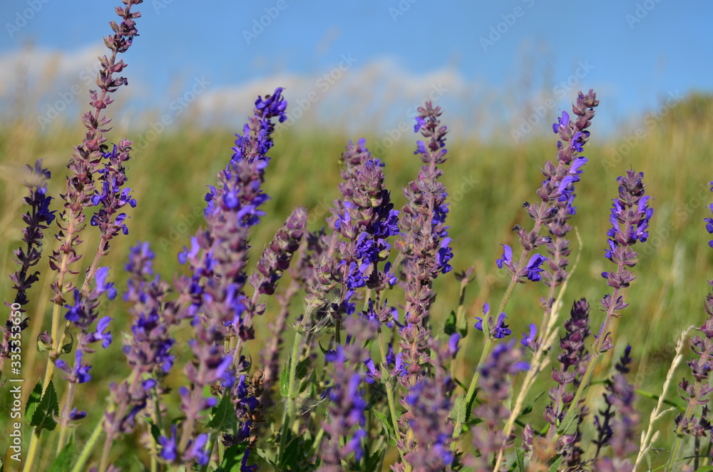 Naklejka premium purple wildflowers in a field against a blue sky with clouds