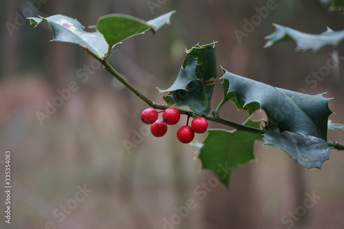 Rote Beeren der Stechpalme, Ilex, Winterbeere, Makro photo