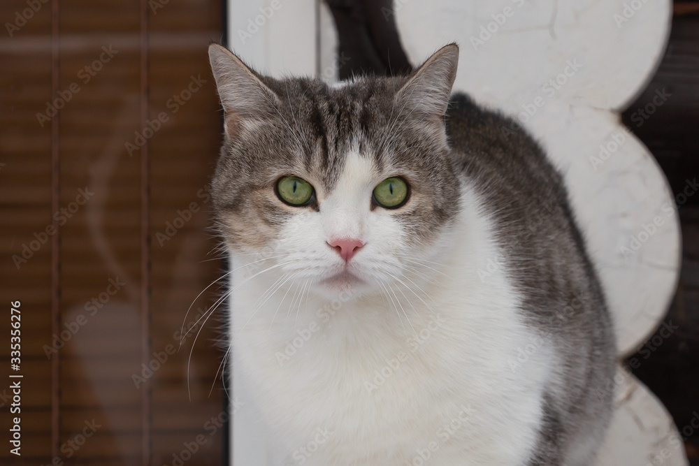 Portrait of a beautiful gray-white cat with bright green eyes.Close up.domestic pet for a walk.
