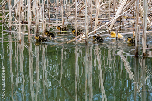 Young mallard ducklings emerging from reeds in early spring