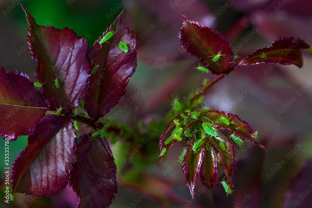 Burgundy rose leaves in spring. Green aphid on the stems and leaves of a rose. Parasites on the leaves. Macro photo. Small details close-up. Burgundy rose leaves in spring. Green aphid on the stems and leaves of a rose. Parasites on the leaves. Macro photo. Small details close-up.