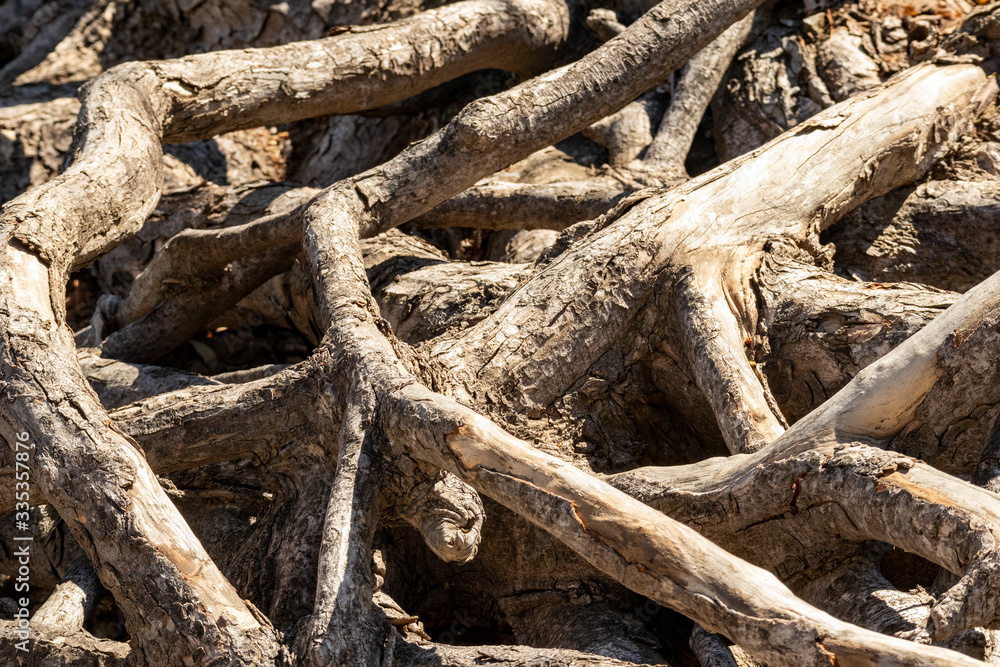 Get To The Root Of It Get To The Root Of It