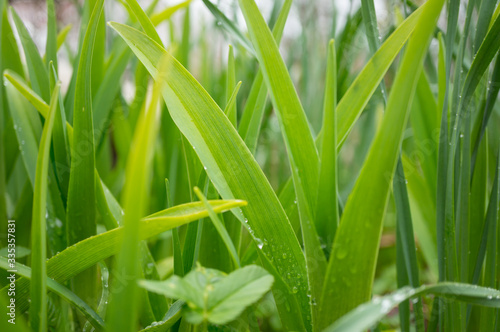 Bright green grass with water droplets after rain. Soft focus  selective focus.
