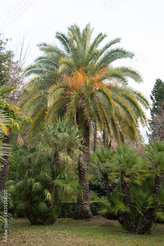 Landscape with palm trees in the subtropics. Green plant.