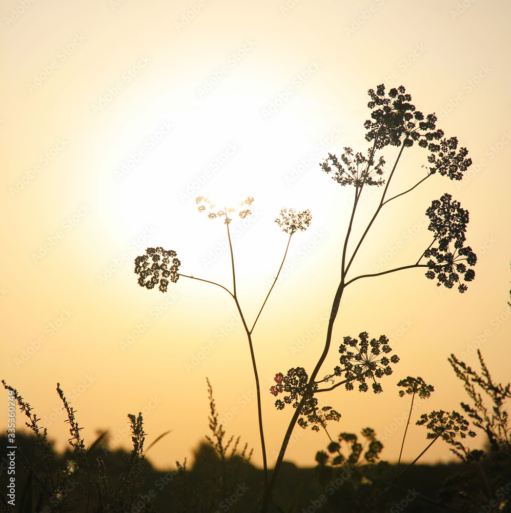 silhouette of a flower silhouette of a flower