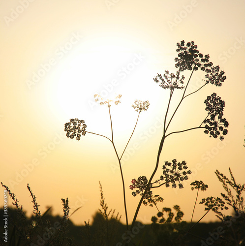 silhouette of a flower