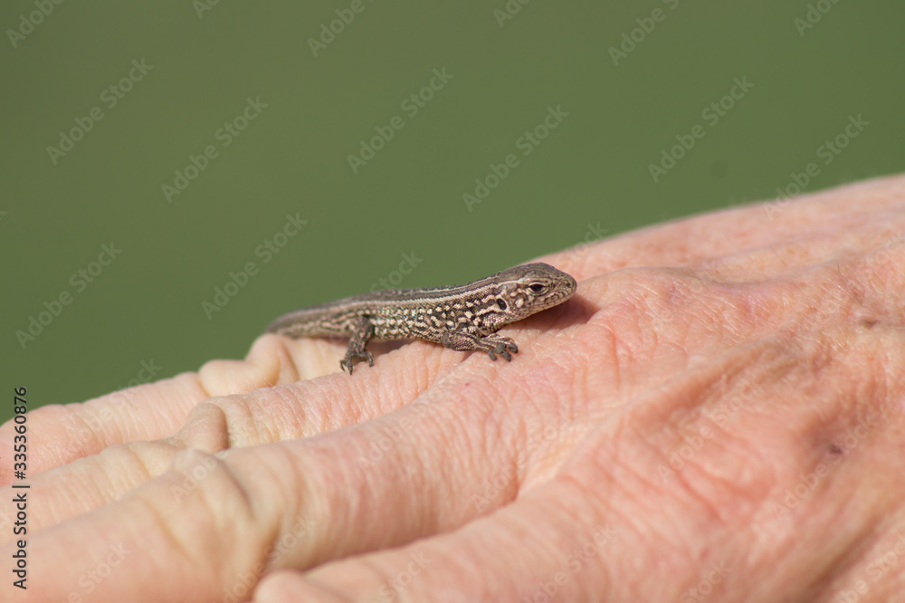 A small gray lizard in the hand of a man. A small gray lizard in the hand of a man.