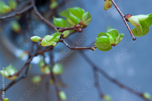 Young Spring green leaves on the tree branches. Springtime seasonal macro close up
