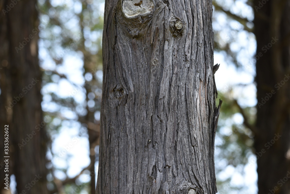 Sawara cypress (Chamaecyparis pisifera) / Evergreen tall coniferous tree of a japanese specialty. Sawara cypress (Chamaecyparis pisifera) / Evergreen tall coniferous tree of a japanese specialty.
