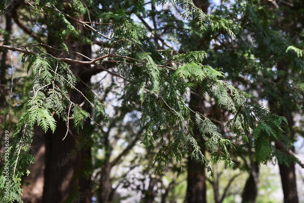 Fototapeta premium Sawara cypress (Chamaecyparis pisifera) / Evergreen tall coniferous tree of a japanese specialty.