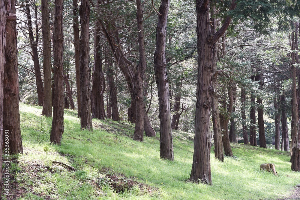 Sawara cypress (Chamaecyparis pisifera) / Evergreen tall coniferous tree of a japanese specialty.