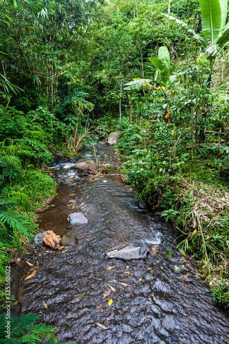 A freshwater stream in the tropical rain forest of Bali, Indonesia