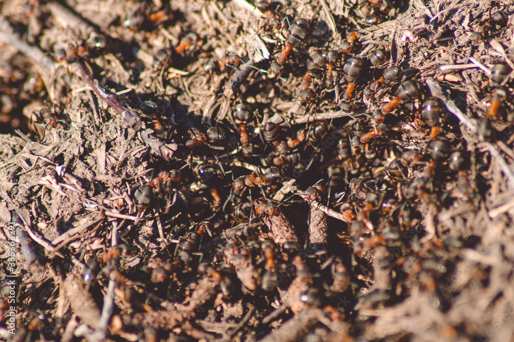 A lot of ants in an anthill, photo. A lot of ants in an anthill, photo.