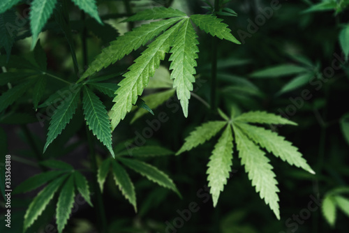 A plants of cannabis on a blurred natural background. Selective focus.