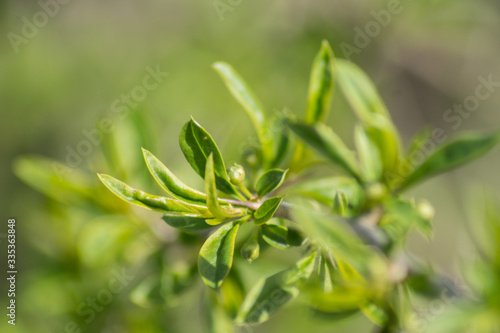 Beautiful leaves of Prinsepia sinensis in spring.Photo.