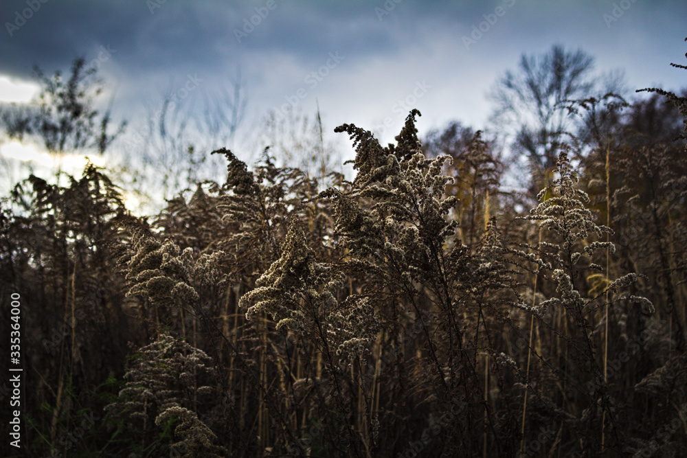 Fototapeta premium Jesienne krzewy