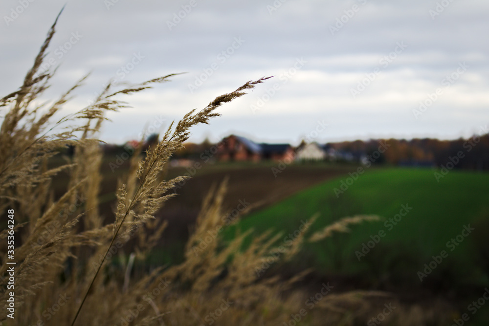 Obraz premium Jesienna trawa