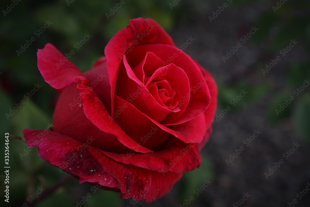 Beautiful flower close up view on dark background Beautiful flower close up view on dark background