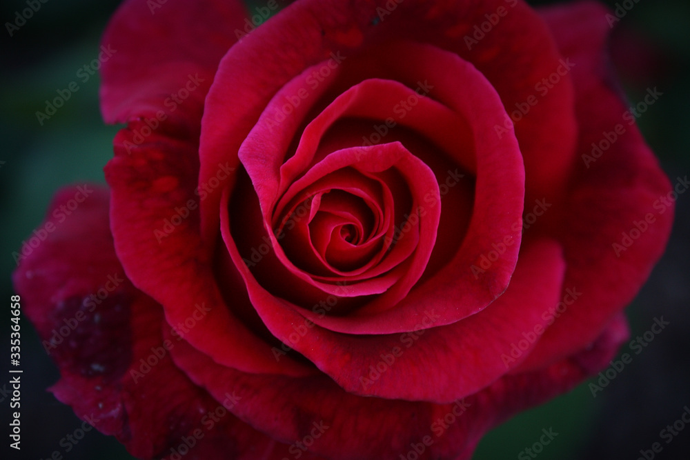 Beautiful flower close up view on dark background Beautiful flower close up view on dark background