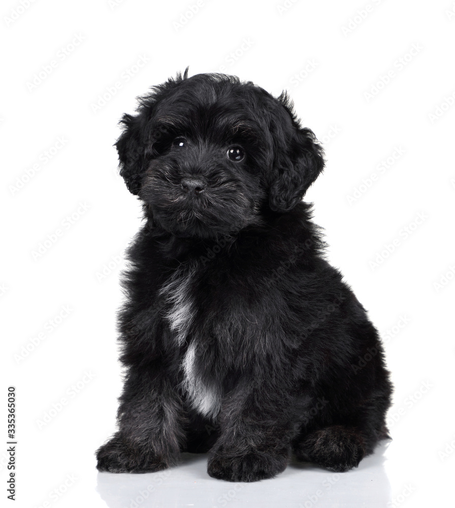 Cute little black poodle puppy on a white background Cute little black poodle puppy on a white background